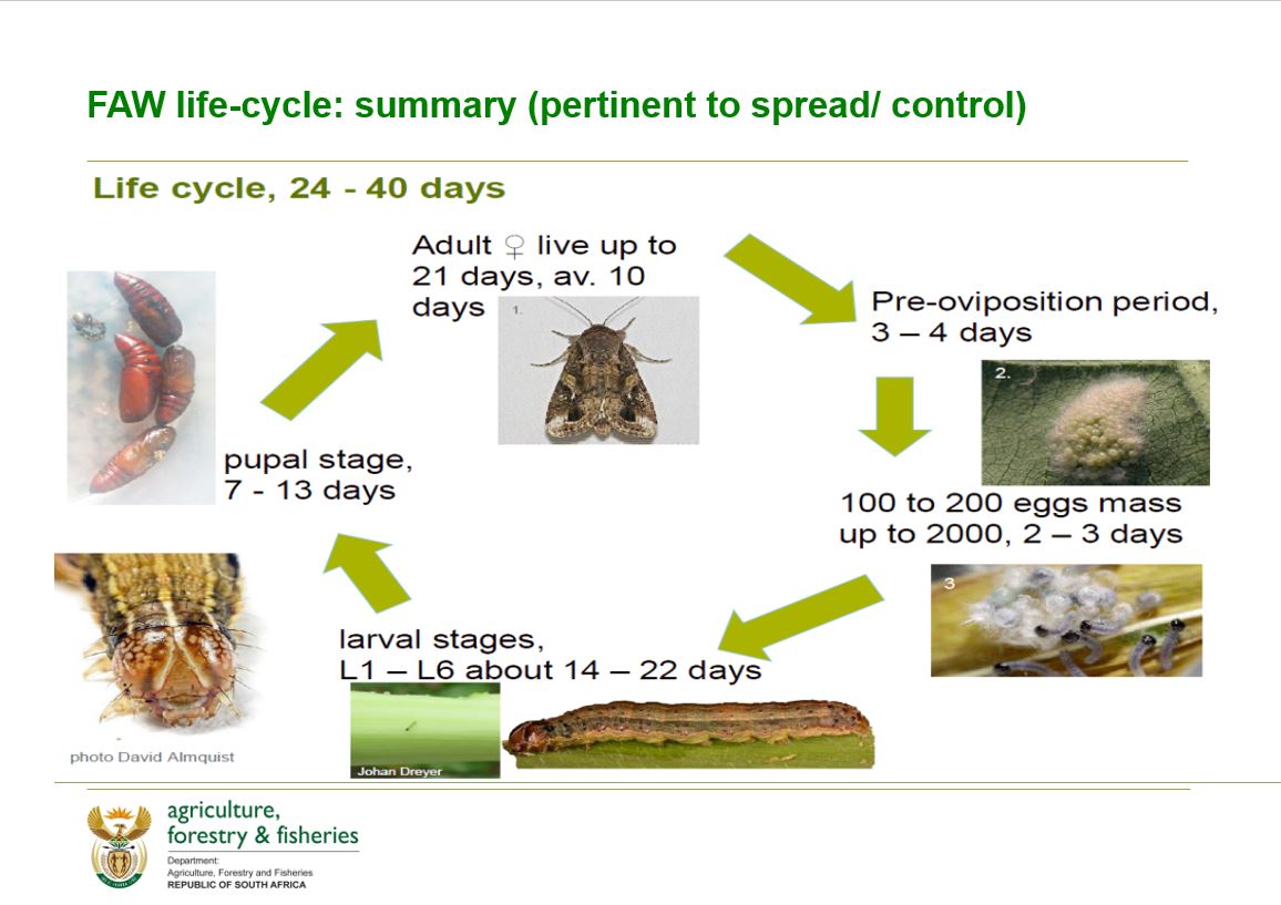 fall-armyworm-update